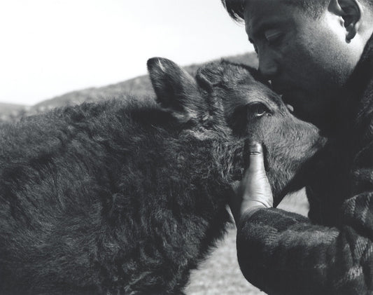 THE TIBETAN YAK