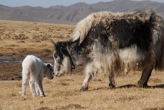 BABIES IN SPRING
