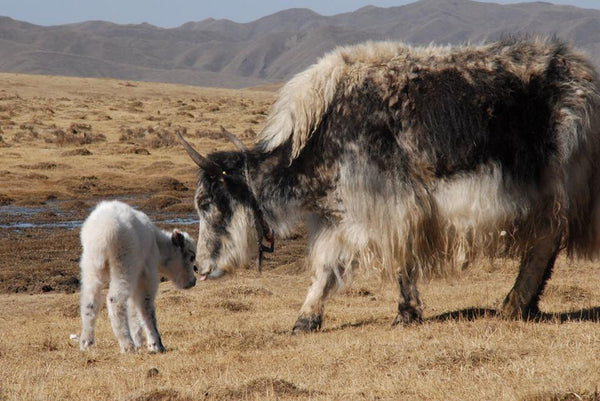 Babies and spring