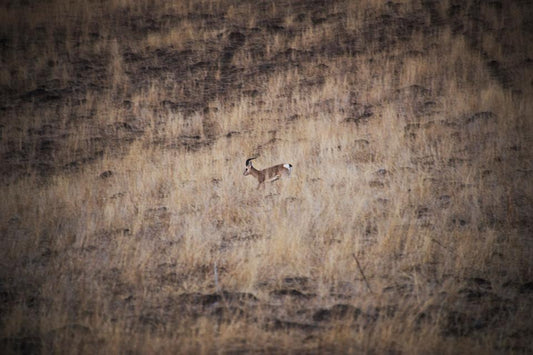 GAZELLES