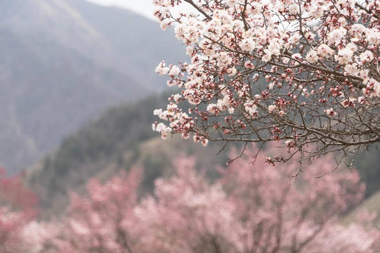 COLOUR FOCUS - DELICATE PINK