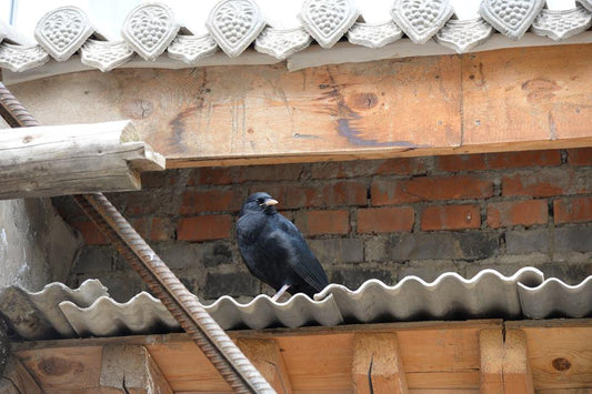 THE ALPINE CHOUGH