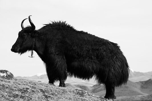DECONSTRUCTING THE YAK