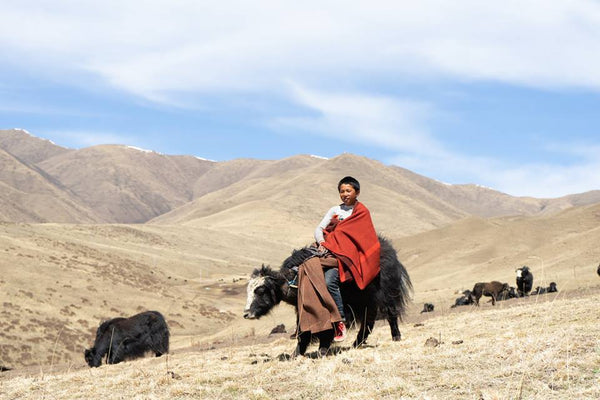 Yaks and Transport