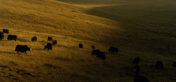 The Yak in the Year’s Winding Days
