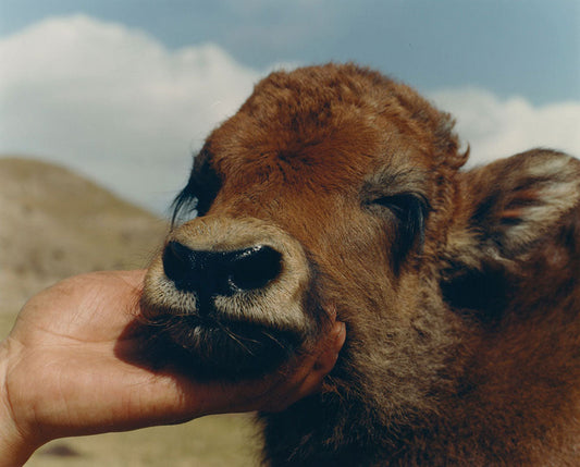 3 YAK STORIES