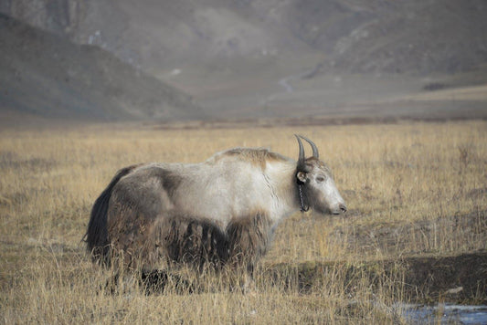 THE WHITE YAK