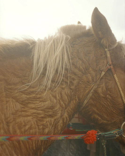 HORSES OF TIBET