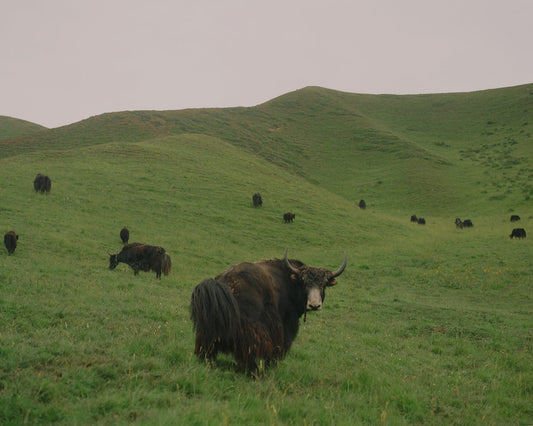 THE YAK IN LATE SPRING