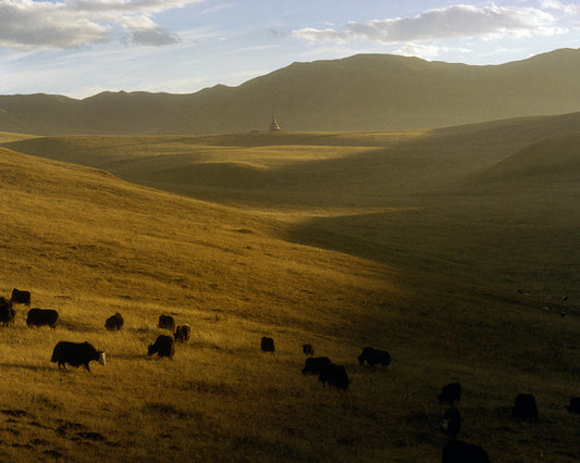 THE YAK IN THE YEAR'S WINDING DAYS