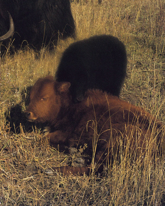 THE TIBETAN YAK