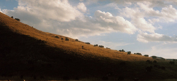 THE YAK IN SUMMER
